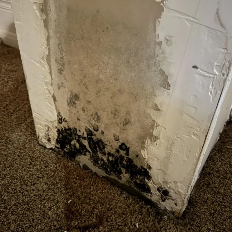 Professional Mold Removal in Tullahoma, TN